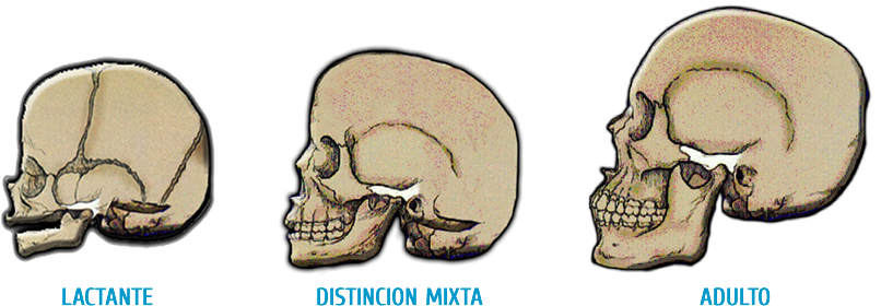 Subtees parte de la biología que trata de la forma de los seres orgánicos y de la modificaciones o transformaciones que exper